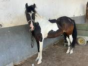 Poney &agrave; Vendre