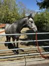 Etalon BWP saillies 300&euro; 