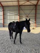 Magnifique Hongre Arabo-Frison &ndash; 4 ans