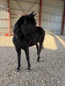 Magnifique Hongre Arabo-Frison &ndash; 4 ans