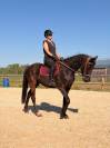 Magnifique Hongre Arabo-Frison &ndash; 4 ans