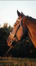 Magnifique Hongre Arabo-Frison &ndash; 4 ans