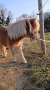 Ponette shetland 1an