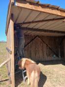 Ponette shetland 1an