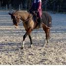 Joli hongre SF PP 13 ans