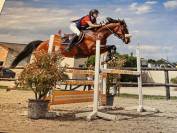 Joli hongre SF PP 13 ans