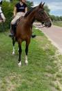 Joli hongre SF PP 13 ans