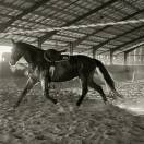 Jument SF 1m66 - RIVERLAND 