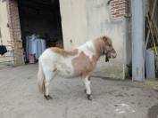 PONEY SHETLAND PP