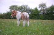 PONEY SHETLAND PP