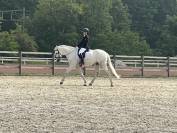 Cheval professeur  de 16 ans