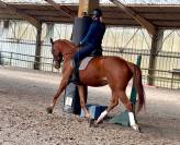Cheval de dressage Hongre de 6 ans