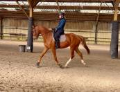 Cheval de dressage Hongre de 6 ans