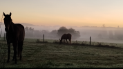 Pension cheval Les prairies de la Narse