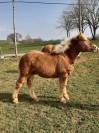 Poulain comtois 10 mois 