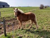 Poulain comtois 10 mois 