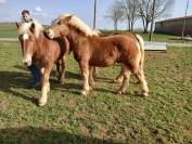 Poulain comtois 10 mois 