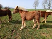 Poulain comtois 10 mois 