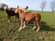 Poulain comtois 10 mois 