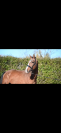 Tolanelo &ndash; 3 ans &ndash; 1,74 m &ndash; gros potentiel cso 