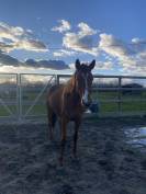 Jument / Poulini&egrave;re