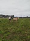 Poulain a vendre 