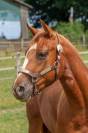 jument quarter horse 3 ans