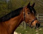 Magnifique Pur-Sang Arabe de 6 ans