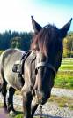onc M&eacute;ren/percheron 4 ans