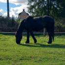 onc M&eacute;ren/percheron 4 ans