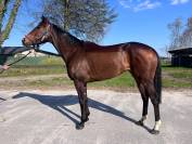 &Agrave; vendre cheval de Reforme