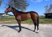 &Agrave; vendre cheval de Reforme