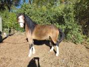 Poney welsh A PP Hongre - 6 ans