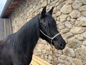 Saillie par &Eacute;talon pur-sang arabe noir homozygote