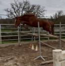 Jument SF ernest x Armitage x barbarian