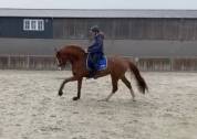 Hongre Rheinland 6 ans dressage