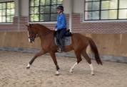 Hongre Rheinland 6 ans dressage
