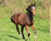 Magnifique poulain Zangersheide 