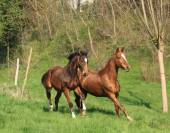 Magnifique poulain Zangersheide 