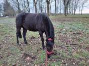 Poney Appaloosa noir cap&eacute;