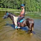 Gelding Arabian Half Blood For sale 2017 Tobiano