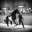 Gelding Arabian Half Blood For sale 2017 Tobiano