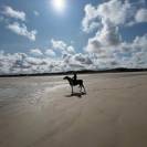 Gelding Arabian Half Blood For sale 2017 Tobiano