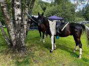 Gelding Arabian Half Blood For sale 2017 Tobiano