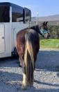 Gelding Arabian Half Blood For sale 2017 Tobiano