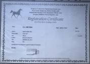 Gelding Arabian Half Blood For sale 2017 Tobiano