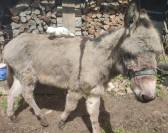 &Acirc;ne du Cotentin hongre 6 ans - tr&egrave;s doux, papiers ok