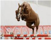 Jument r&ecirc;v&eacute;e de 5 ans pour CSO 130