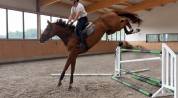 Hongre de 7 ans moyens hors norme