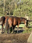 Selle fran&ccedil;ais origine CSO 2 ans